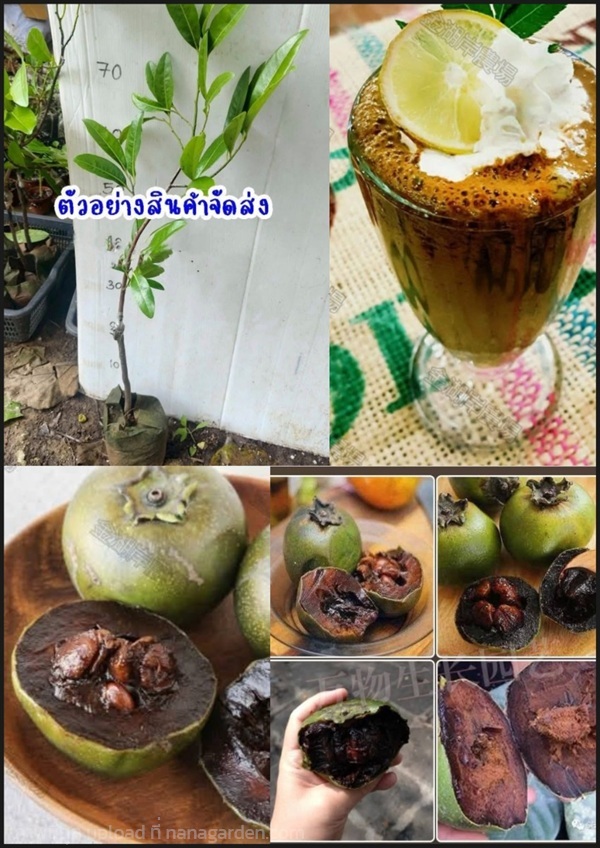 ต้นพลับช็อกโกแลต พลับช็อกโกแลต Black Sapote ?? | Shopping by lewat - เมืองมหาสารคาม มหาสารคาม