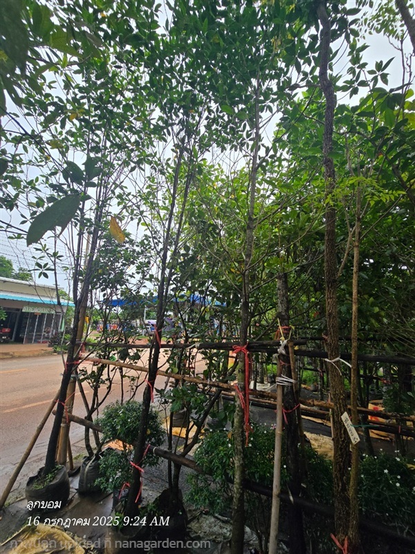 กันเกรา2" | สวนป้านิตย์ ปราจีนบุรี - เมืองปราจีนบุรี ปราจีนบุรี