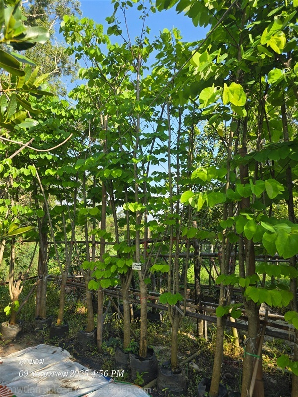 ชงโคเปอร์เซีย3สี หน้า3  | สวนป้านิตย์ ปราจีนบุรี - เมืองปราจีนบุรี ปราจีนบุรี