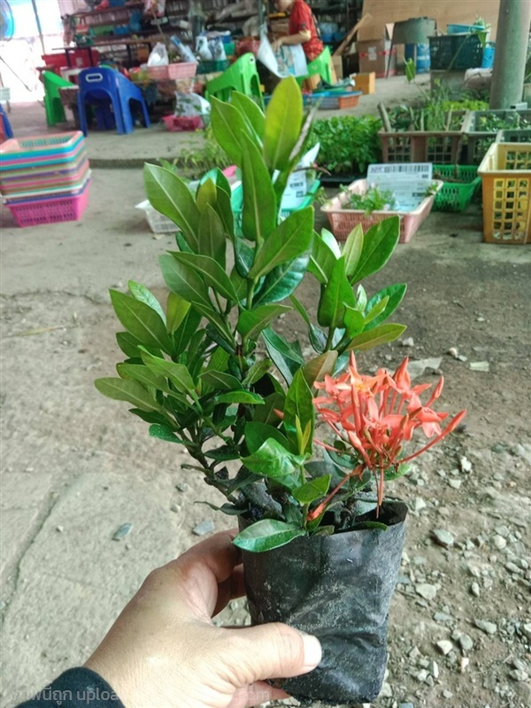 ต้นพันธุ์ ดอกเข็ม ต้นเข็ม ในถุงดำพร้อมปลูก 29 บาท  | เจซีฟาร์ม - เวียงชัย เชียงราย