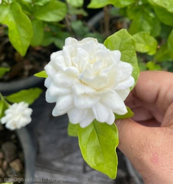 มะลิซ้อน ต้นมะลิซ้อน | สวนพันธุ์ไม้ ป๊อบ - องครักษ์ นครนายก