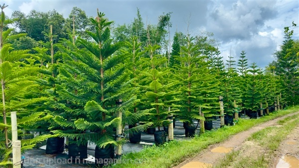 สนฉัตร ฮาวาย สูง 3 เมตร ขุดหมัก เลี้ยงราก พร้อมยก | สวน ค้อคอยคุณ - เขาค้อ เพชรบูรณ์