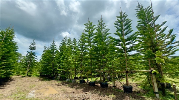 สนฉัตร ฮาวาย สูง 4-6เมตร ขุดหมัก เลี้ยงราก พร้อมยก | สวน ค้อคอยคุณ - เขาค้อ เพชรบูรณ์