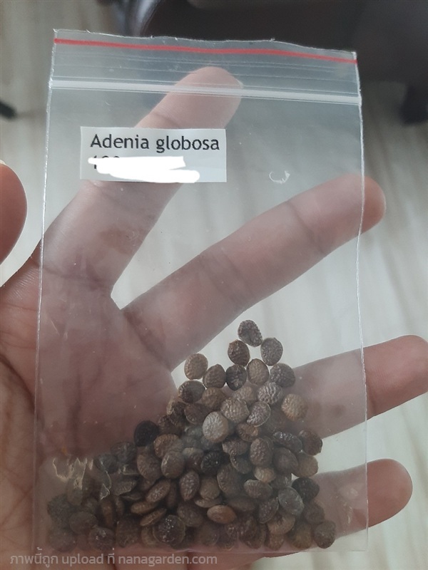 จำหน่ายเมล็ด Adenia globosa seeds  | สวนศรีชาวนา - เมืองปราจีนบุรี ปราจีนบุรี