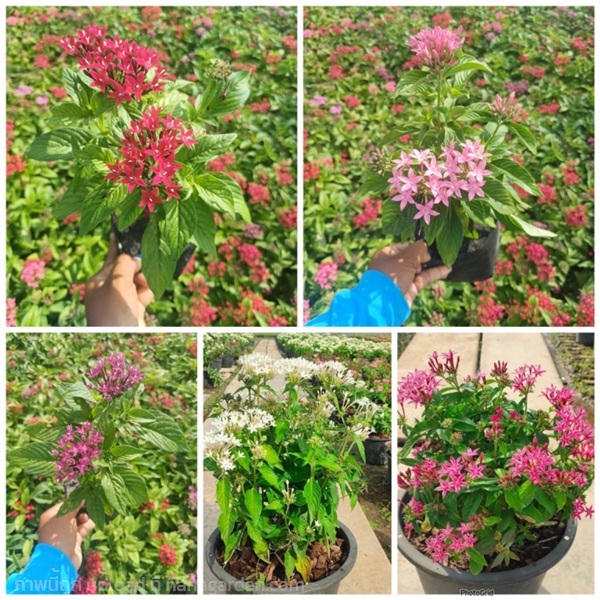 เข็มอินเดีย ต้นเข็มอินเดีย | สวนพันธุ์ไม้ ป๊อบ - องครักษ์ นครนายก