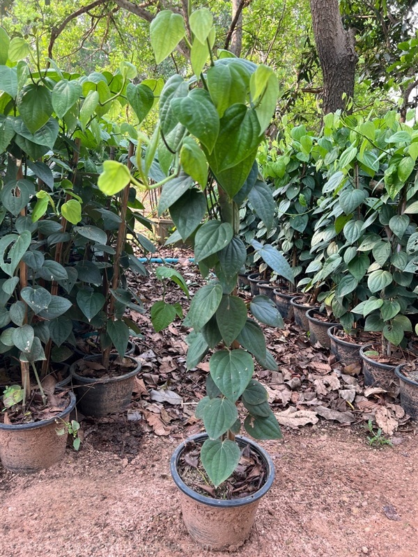 ต้นพริกไทยพันธุ์ซีลอนต้นใหญ่ มี 3-4 ต้น/กระถาง    | CDP Farm - เมืองฉะเชิงเทรา ฉะเชิงเทรา