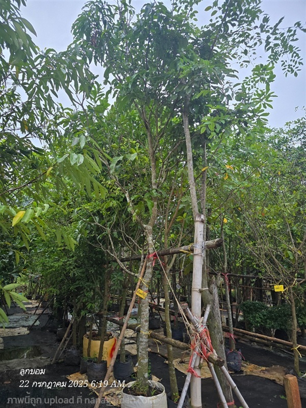 มะม่วงน้ำดอกไม้ 4" | สวนป้านิตย์ ปราจีนบุรี - เมืองปราจีนบุรี ปราจีนบุรี