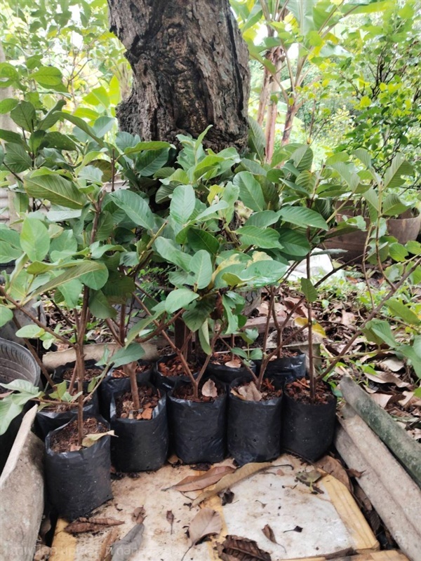 ต้นฝรั่งกิมจู ความสูง 50-60 ซม. | Daneen Garden Home - มีนบุรี กรุงเทพมหานคร