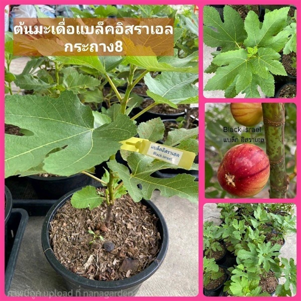 ต้นมะเดื่อแบล็คอิสรเอลกระถาง 8 นิ้ว | ห้างหุ้นส่วนจำกัด แกรนด์การ์เด้น พลัส - คลองหลวง ปทุมธานี