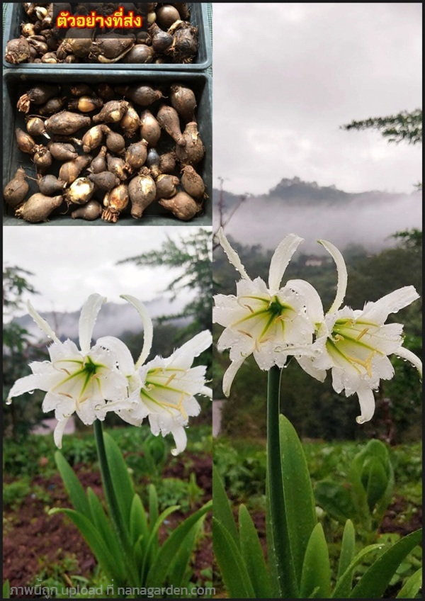 ว่านเจ้าหญิงมงกุฎ ว่าน เจ้าหญิงมงกุฎ Hymenocallis  | Shopping by lewat - เมืองมหาสารคาม มหาสารคาม