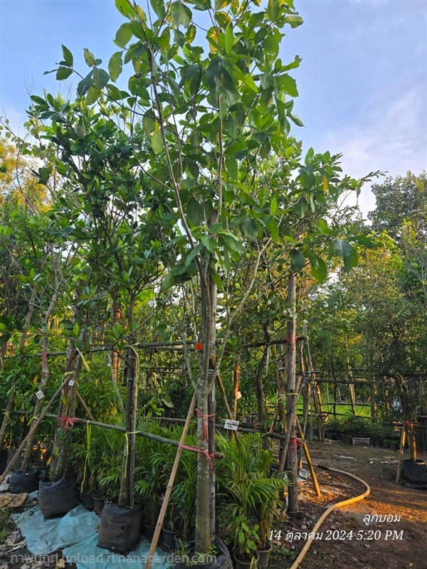 พุดภูเก็ต หน้า3อ้วน | สวนป้านิตย์ ปราจีนบุรี - เมืองปราจีนบุรี ปราจีนบุรี