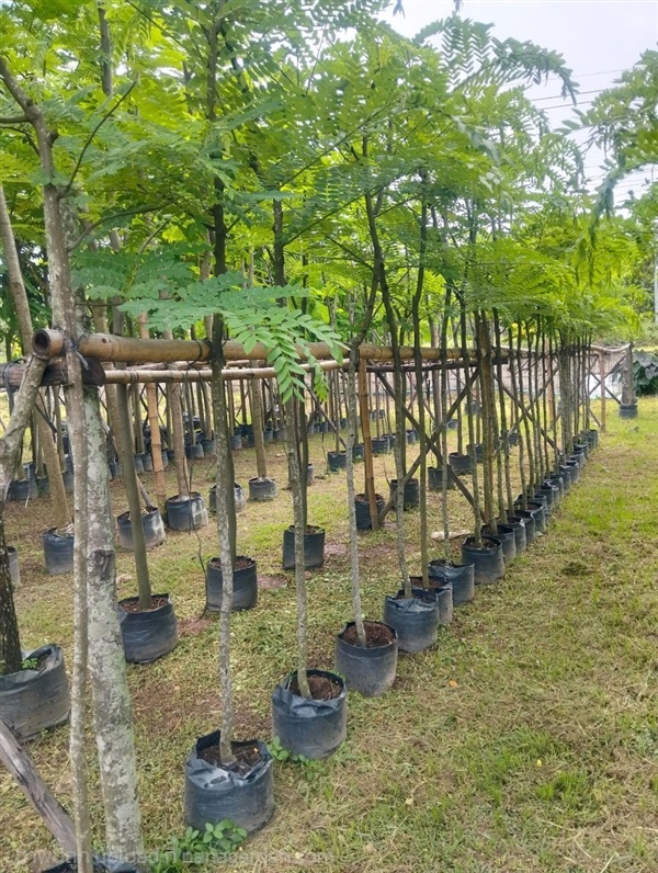 ต้นชัยพฤกษ์ | สวนไผ่เลี้ยง - เมืองปราจีนบุรี ปราจีนบุรี