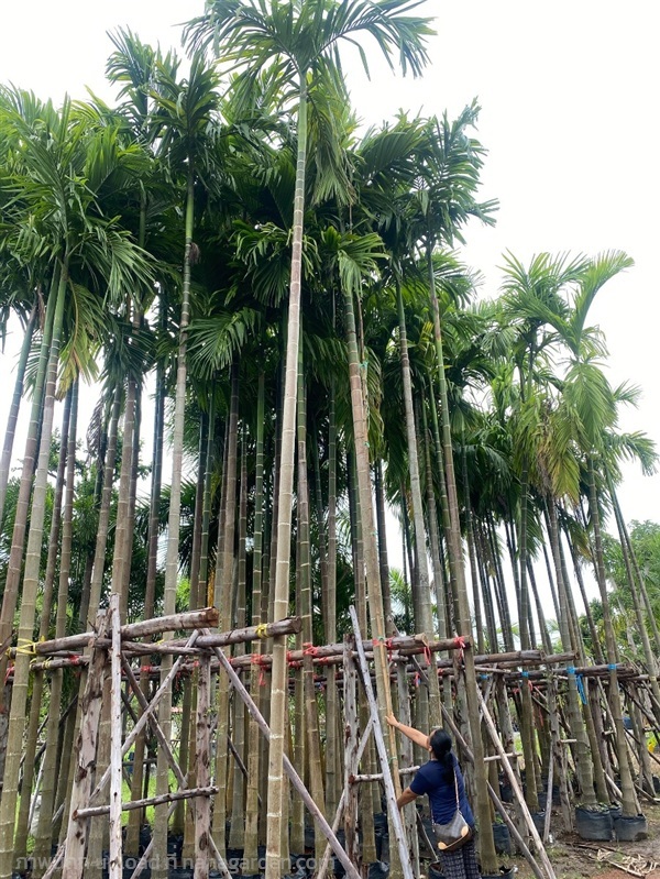 หมากสง | ไอลดา - เมืองปราจีนบุรี ปราจีนบุรี