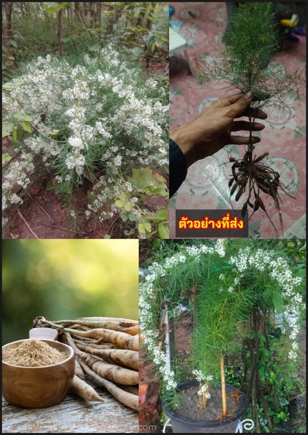 ต้นรากสามสิบ รากสามสิบ ผักชีช้าง จ๋วงเครือ สามร้อย | Shopping by lewat - เมืองมหาสารคาม มหาสารคาม