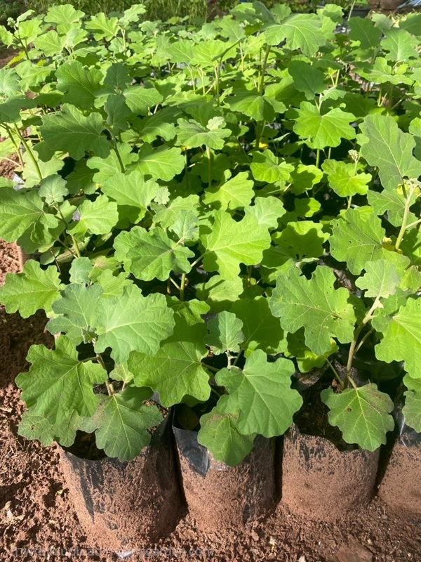 ต้นมะแว้ง Solanum violaceum. | Alungkarn - เมืองราชบุรี ราชบุรี