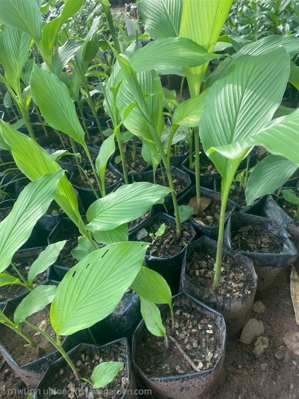 ต้นขมิ้นขาว White Turmeric | Alungkarn - เมืองราชบุรี ราชบุรี