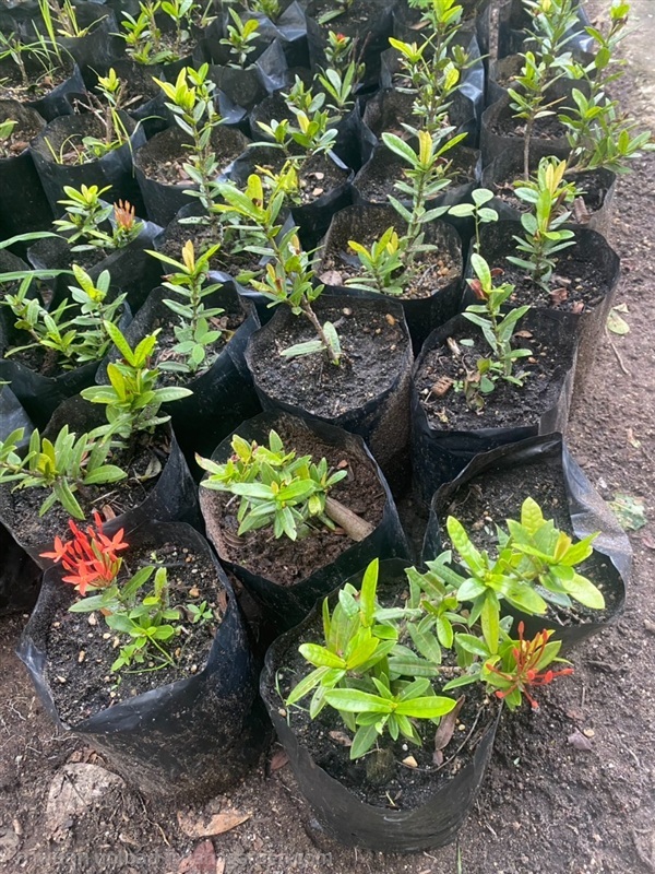 ต้นเข็ม West Indian Jasmine | Alungkarn - เมืองราชบุรี ราชบุรี