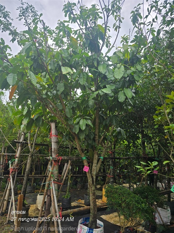 เกาลัดไทย4"++ | สวนป้านิตย์ ปราจีนบุรี - เมืองปราจีนบุรี ปราจีนบุรี