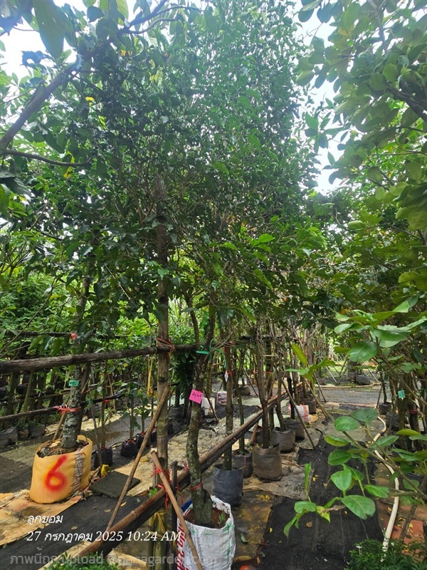 พิกุล4" | สวนป้านิตย์ ปราจีนบุรี - เมืองปราจีนบุรี ปราจีนบุรี