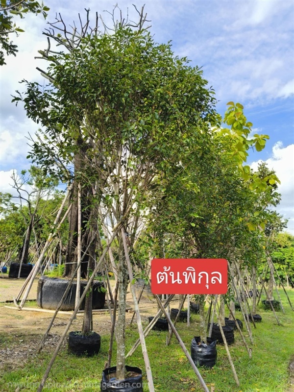 ต้นพิกุล | Natthakun Garden - แก่งคอย สระบุรี