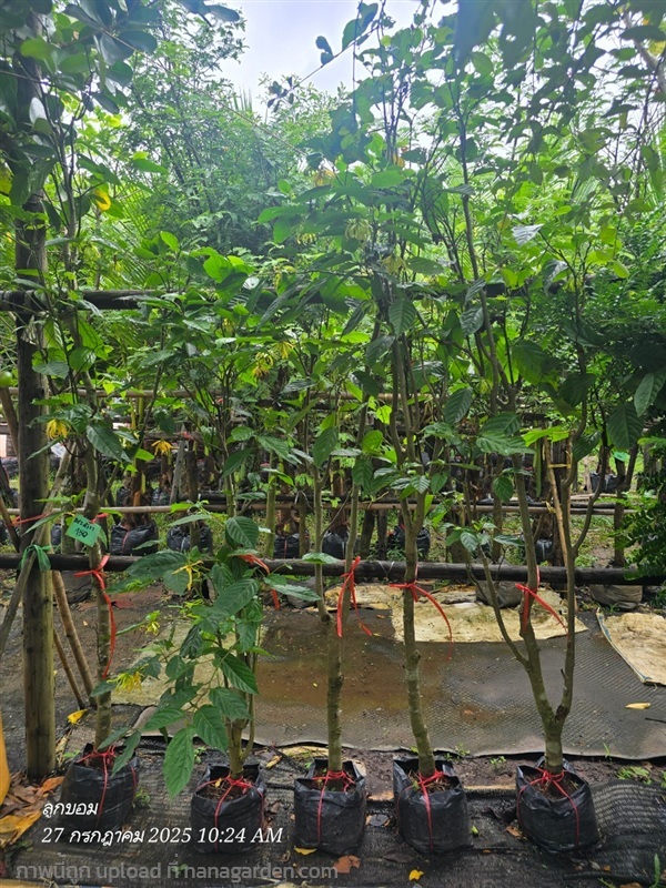 กระดังงาสงขลา | สวนป้านิตย์ ปราจีนบุรี - เมืองปราจีนบุรี ปราจีนบุรี