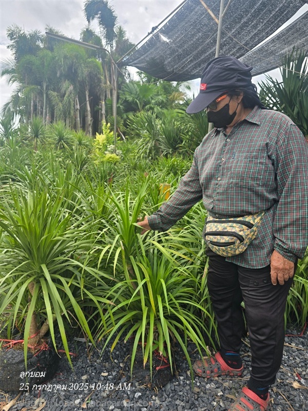 จันหอม 80ซม. | สวนป้านิตย์ ปราจีนบุรี - เมืองปราจีนบุรี ปราจีนบุรี