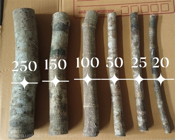 ชองระอา | เมล็ดพันธุ์ดี เกษตรวิถีไทย - เมืองระยอง ระยอง