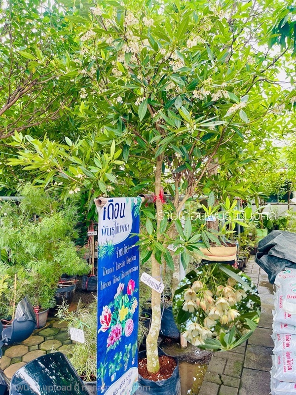 ต้นกระดิ่งนางฟ้า | เดือนพันธุ์ไม้มงคล - บางใหญ่ นนทบุรี