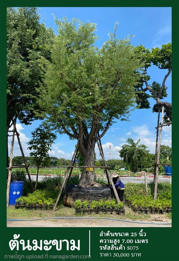 ต้นมะขาม NO.075 | สวนเป็นหนึ่งพันธุ์ไม้ - วัฒนา กรุงเทพมหานคร