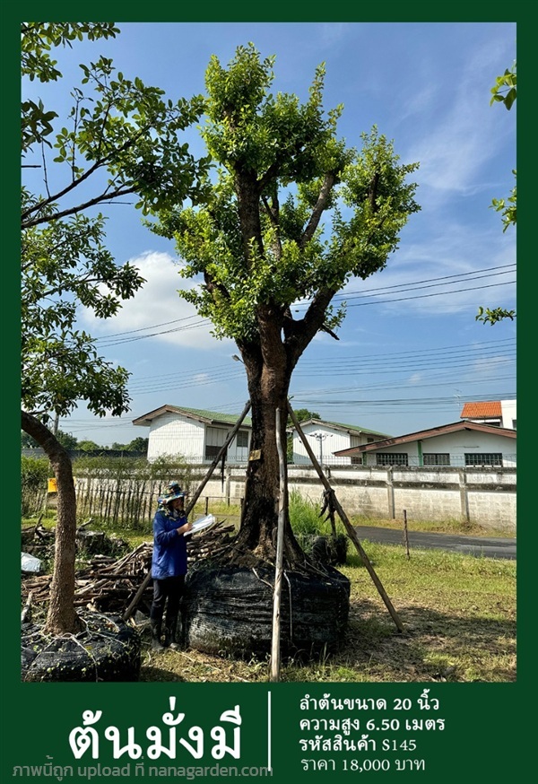 ต้นมั่งมี NO.145 | สวนเป็นหนึ่งพันธุ์ไม้ - วัฒนา กรุงเทพมหานคร