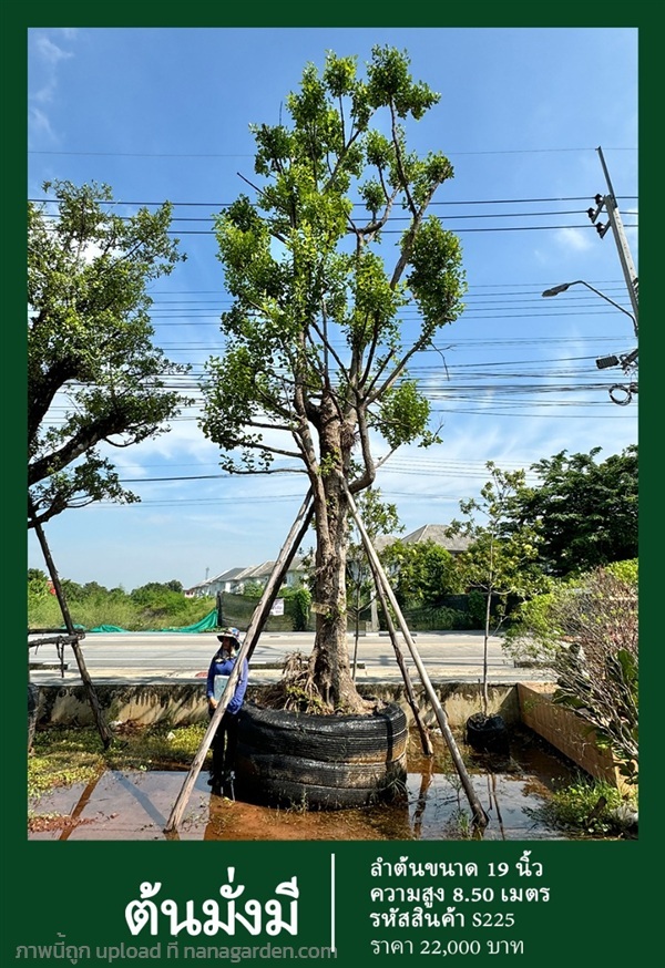 ต้นมั่งมี NO.225 | สวนเป็นหนึ่งพันธุ์ไม้ - วัฒนา กรุงเทพมหานคร