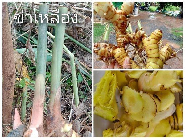 ข่าเหลือง ขายต้นพันธุ์ | เมล็ดพันธุ์ดี เกษตรวิถีไทย - เมืองระยอง ระยอง