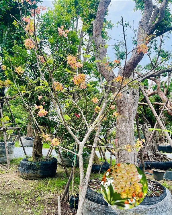 ต้นคูณชมพู(คูณสายรุ้ง) | เดือนพันธุ์ไม้มงคล - บางใหญ่ นนทบุรี