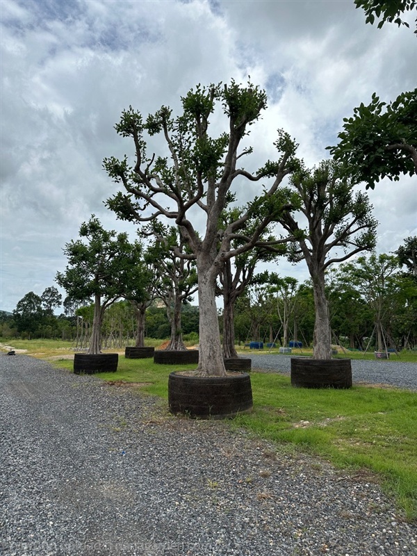 ต้นพูนทรัพย์ | Natthakun Garden - แก่งคอย สระบุรี