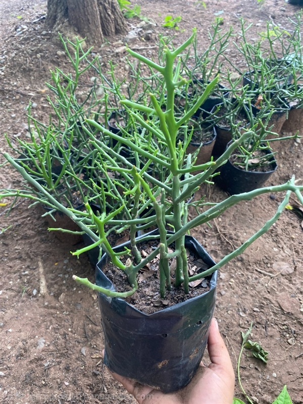 ต้นพญาไร้ใบ Milk bush, Indian tree spurge | Alungkarn - เมืองราชบุรี ราชบุรี