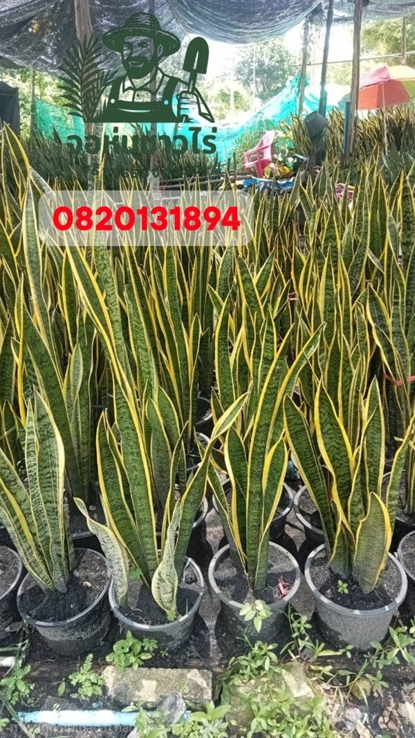 ต้นลิ้นมังกร | จอห์นชาวไร่ บริษัทรับจัดสวน - บางบัวทอง นนทบุรี
