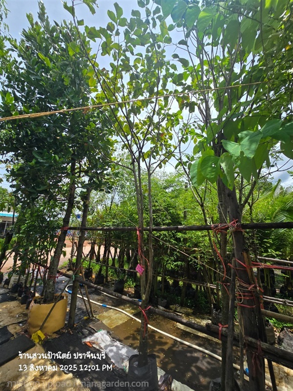 กระท้อนเขียวหวาน3",3"+ | สวนป้านิตย์ ปราจีนบุรี - เมืองปราจีนบุรี ปราจีนบุรี