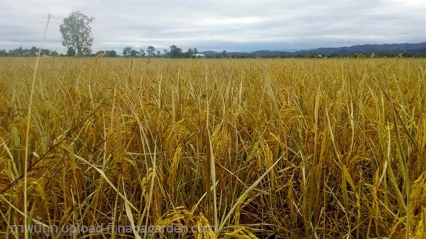 เมล็ดพันธุ์ข้าวสินเหล็ก | ศ.เสริมสุข - เมืองเชียงราย เชียงราย