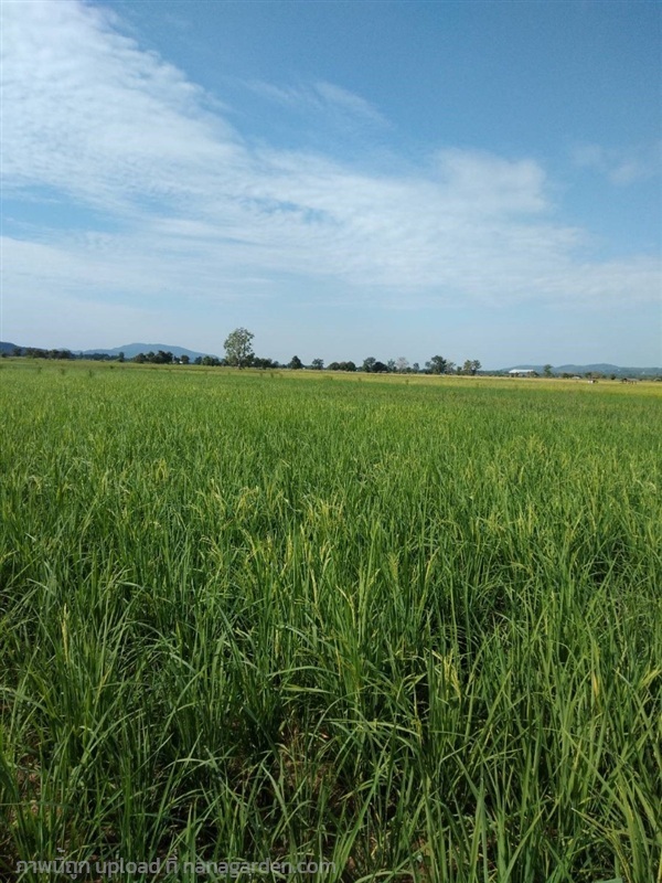 เมล็ดพันธุ์ข้าวหอมปทุม | ศ.เสริมสุข - เมืองเชียงราย เชียงราย