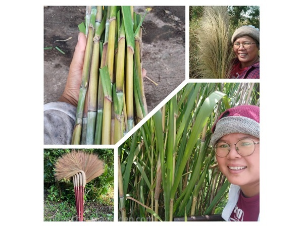 หญ้าไม้กวาด ไม้กวาดดอกหญ้า ขายท่อนพันธุ์สำหรับปลูก | เมล็ดพันธุ์ดี เกษตรวิถีไทย - เมืองระยอง ระยอง