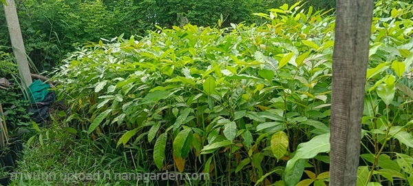 มะฮอกกานีฝรั่งเศส | สมบูรณ์จัดหาพันธ์ไม้ - หนองเสือ ปทุมธานี