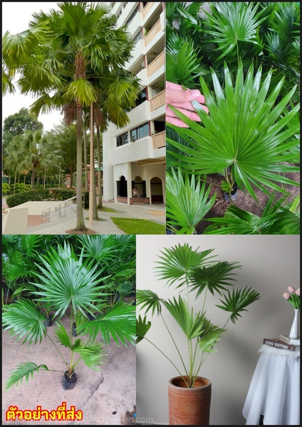 ต้นปาล์มยะวา ต้นปาล์มยะวา Livistona rotundifolia ป | Shopping by lewat - เมืองมหาสารคาม มหาสารคาม