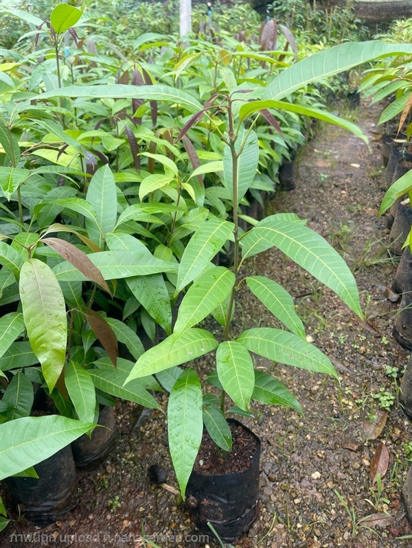 ต้นมะม่วงเบา | มหาพันธุ์ไม้ - บางกรวย นนทบุรี