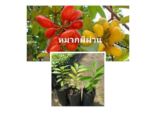 หมากผีผ่วน | สวนพิจิตรา พันธุ์ไม้ (ปราจีนบุรี) - เมืองปราจีนบุรี ปราจีนบุรี