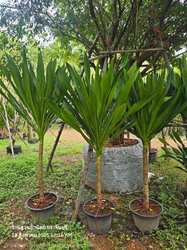 วาสนานางฟ้า สูง1.5ม. | สวนป้านิตย์ ปราจีนบุรี - เมืองปราจีนบุรี ปราจีนบุรี