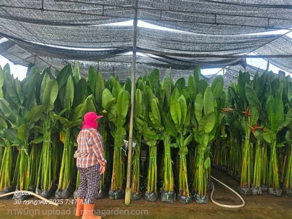 ลอลิน่า | สวนป้านิตย์ ปราจีนบุรี - เมืองปราจีนบุรี ปราจีนบุรี