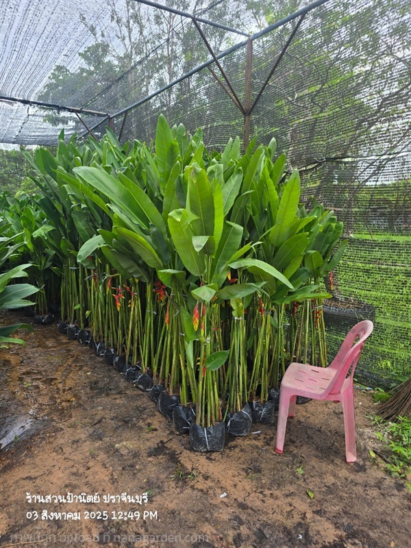 สร้อยกัทลี | สวนป้านิตย์ ปราจีนบุรี - เมืองปราจีนบุรี ปราจีนบุรี