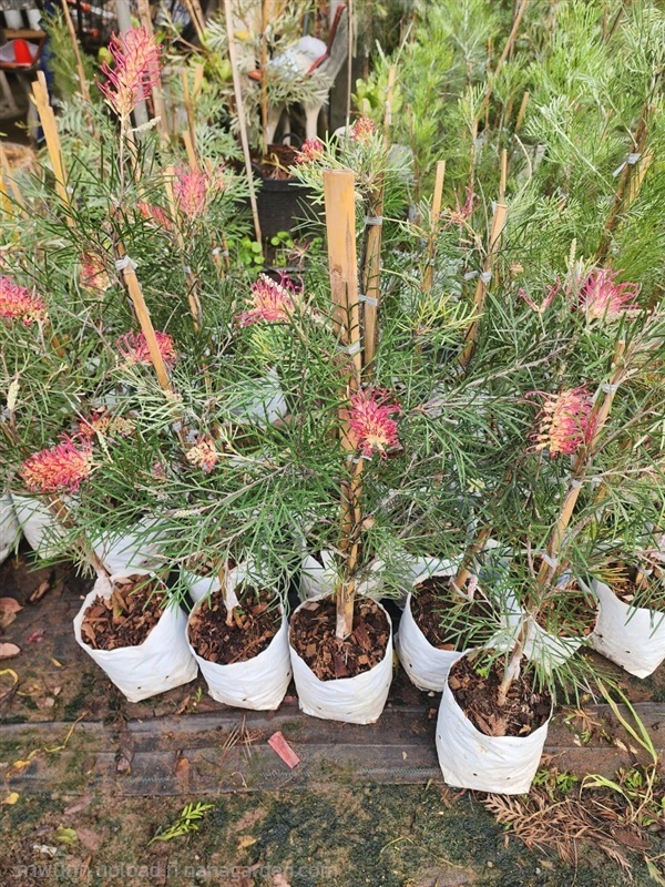 สนเกรวิลเลีย สีชมพู | ณัฐพลพันธุ์ไม้ -  ปราจีนบุรี