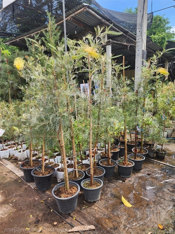 ต้นสนเกรวิลเลีย  เหลืองเลื้อย | ณัฐพลพันธุ์ไม้ -  ปราจีนบุรี