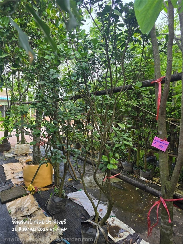 ส้มโอทองดี2" | สวนป้านิตย์ ปราจีนบุรี - เมืองปราจีนบุรี ปราจีนบุรี